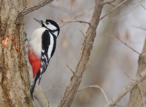 greater-spotted-woodpecker